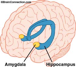 amygdala