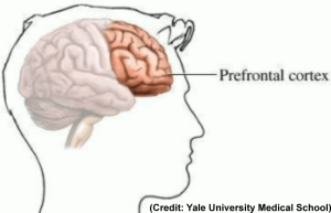 prefrontal cortex